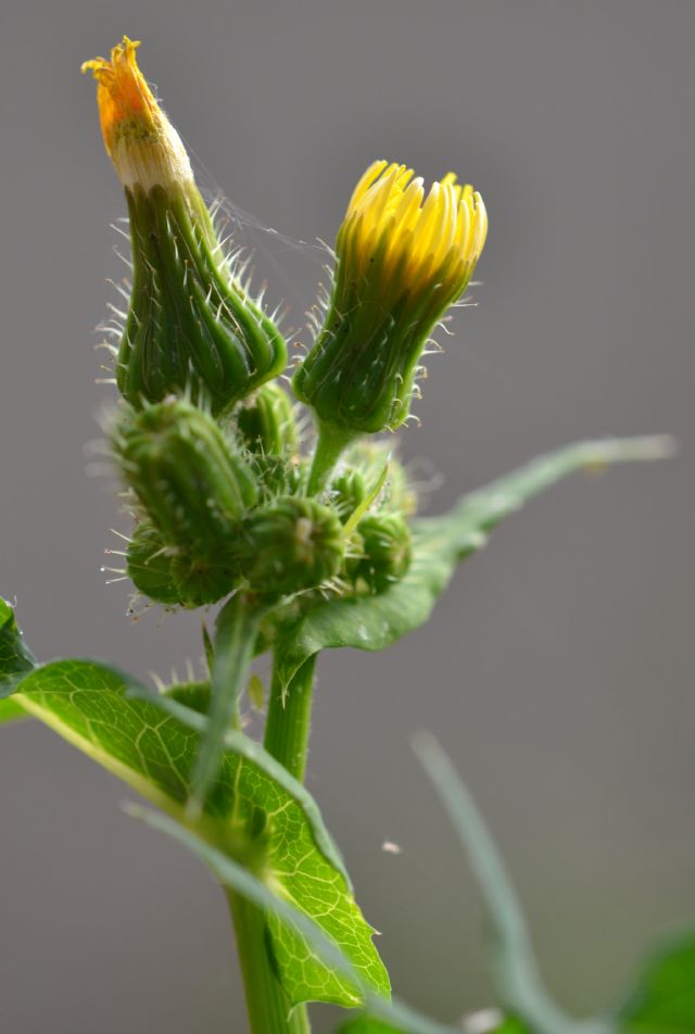 Sonchus oleraceus / Grespino comune